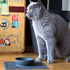 Silicone pet supplies strong suction anti-splash anti-sprinkler silicone pet bowl pet plate